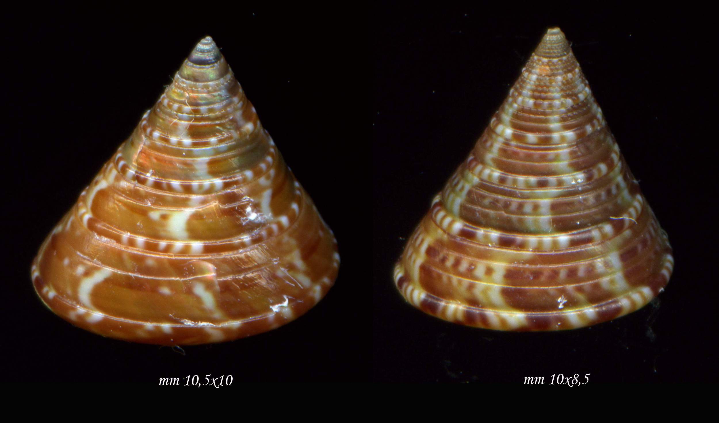 Calliostoma